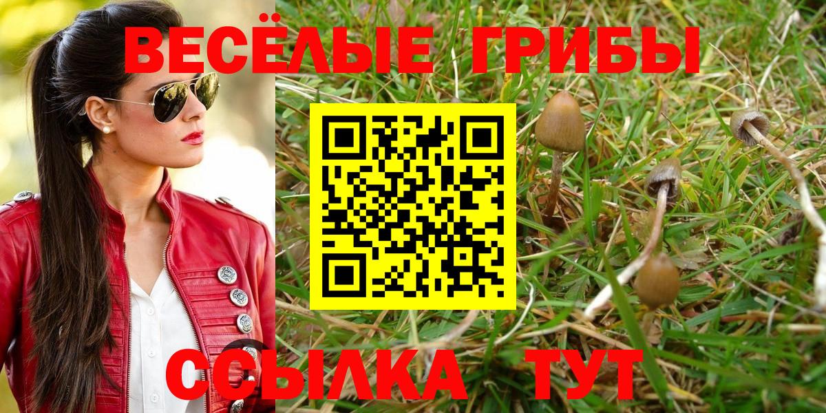 Псилоцибиновые грибы Psilocybine cubensis Сыктывкар
